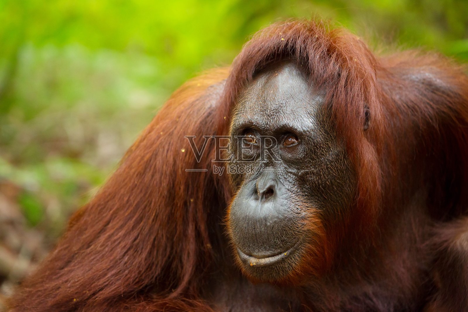 野生猩猩。照片摄影图片