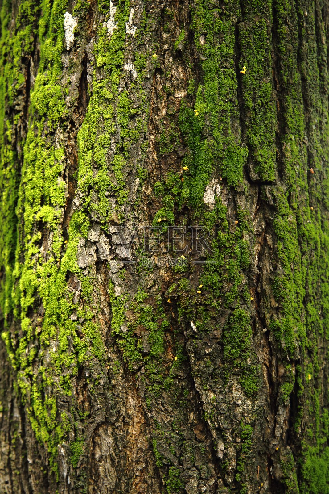树皮照片摄影图片