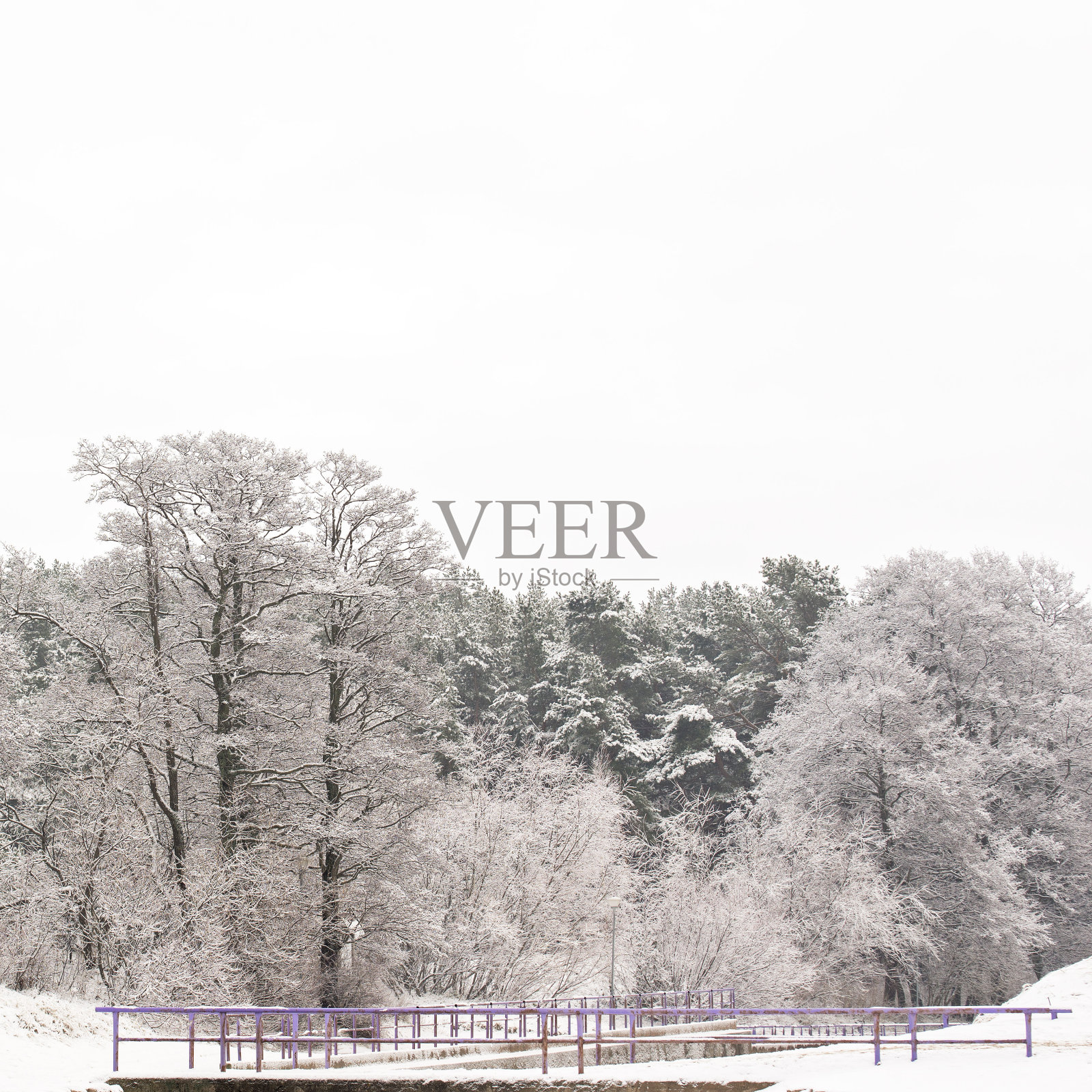 森林在冬天照片摄影图片