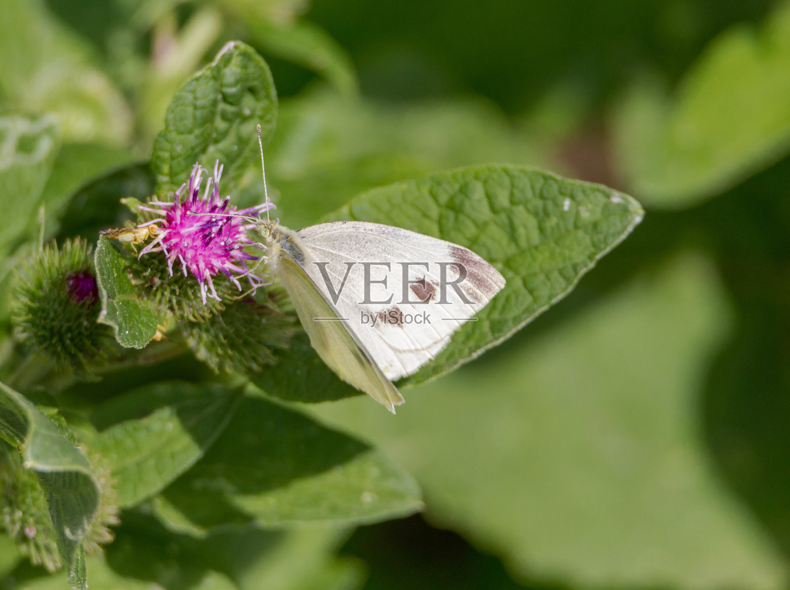 卷心菜的蝴蝶照片摄影图片