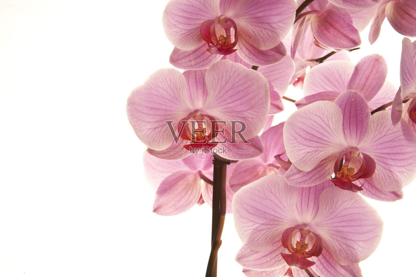 粉色兰花照片摄影图片