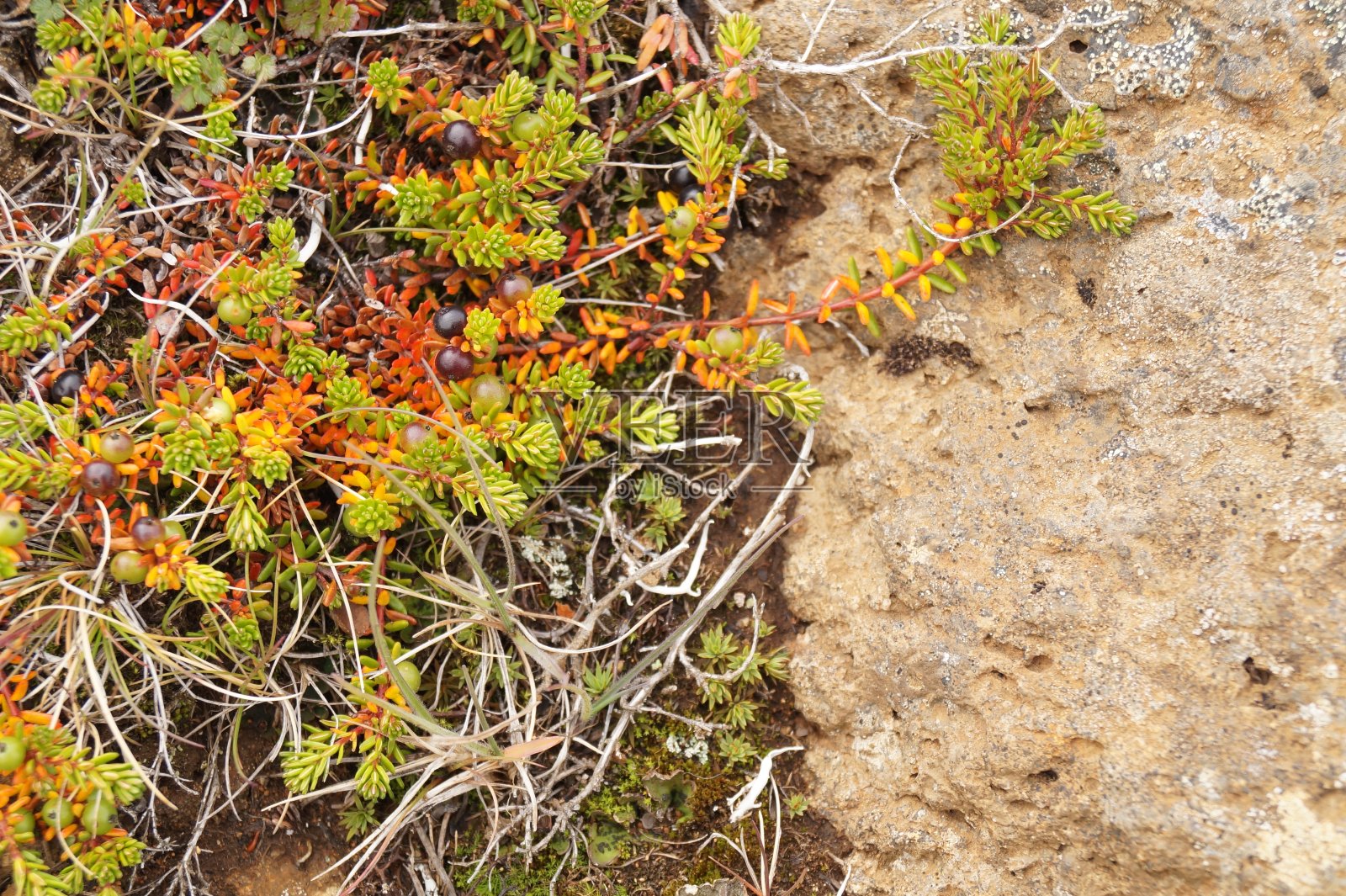 植物在冰岛照片摄影图片