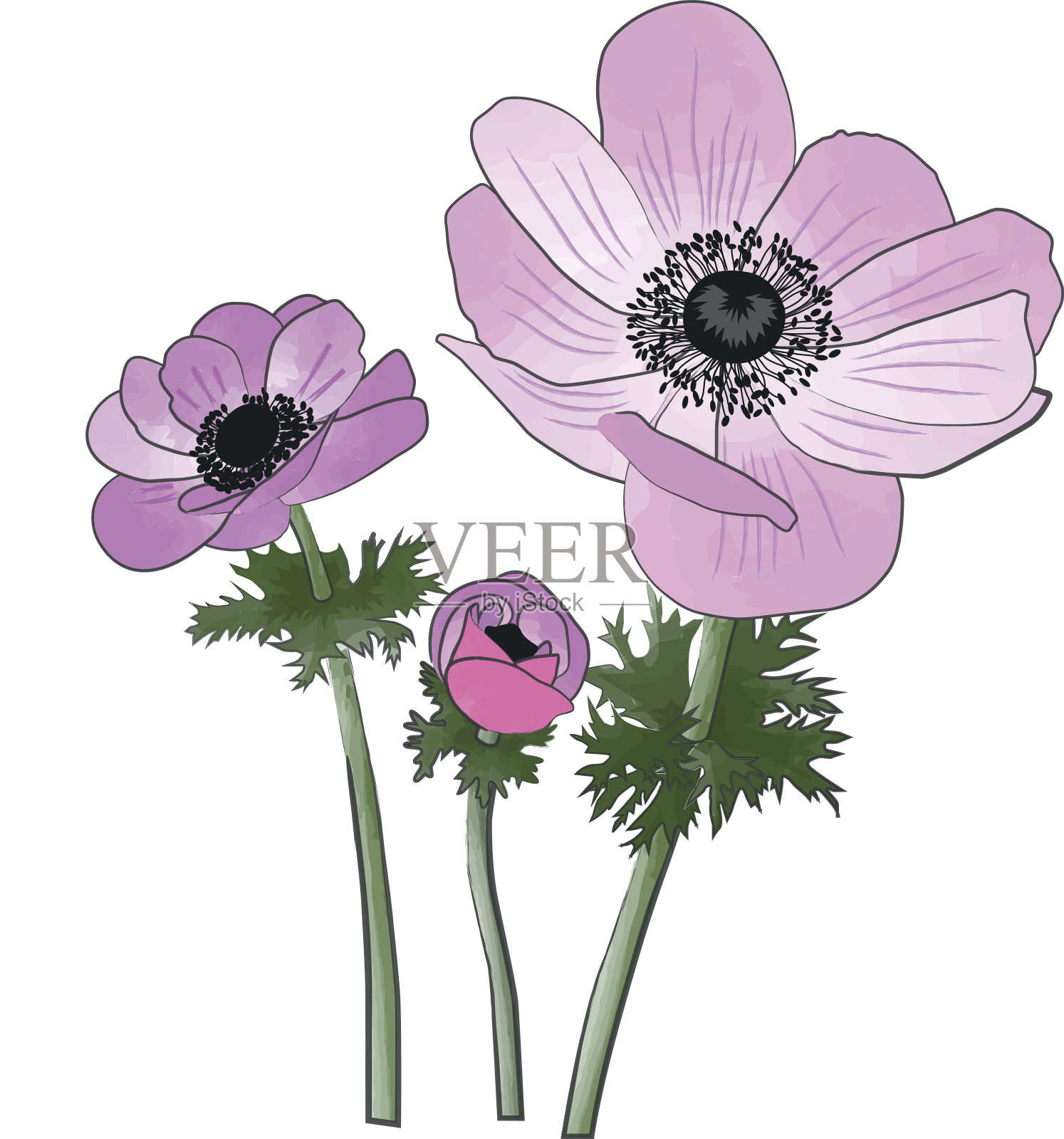 海葵水彩画和水墨画仿插画图片素材