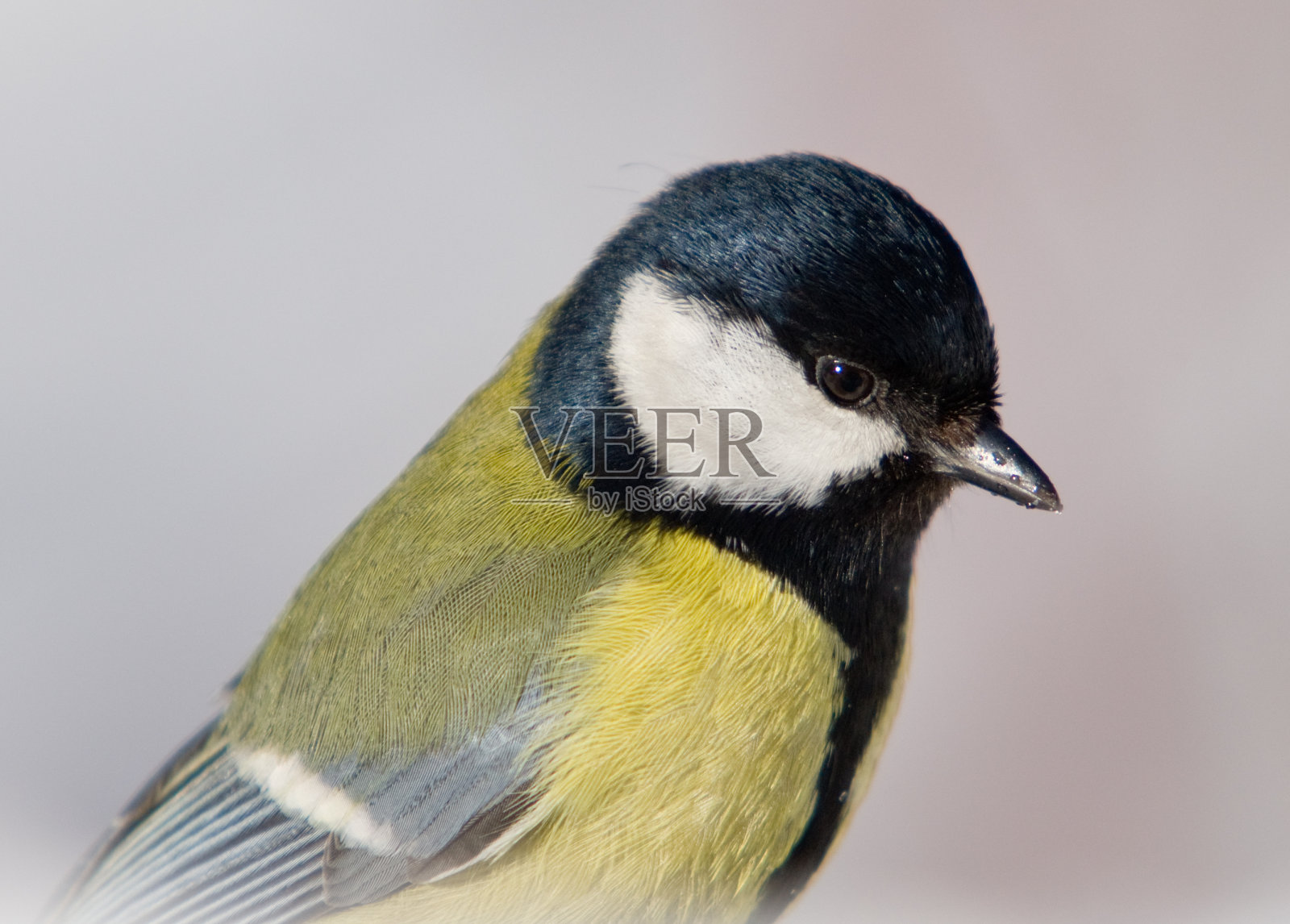 Parus少校照片摄影图片