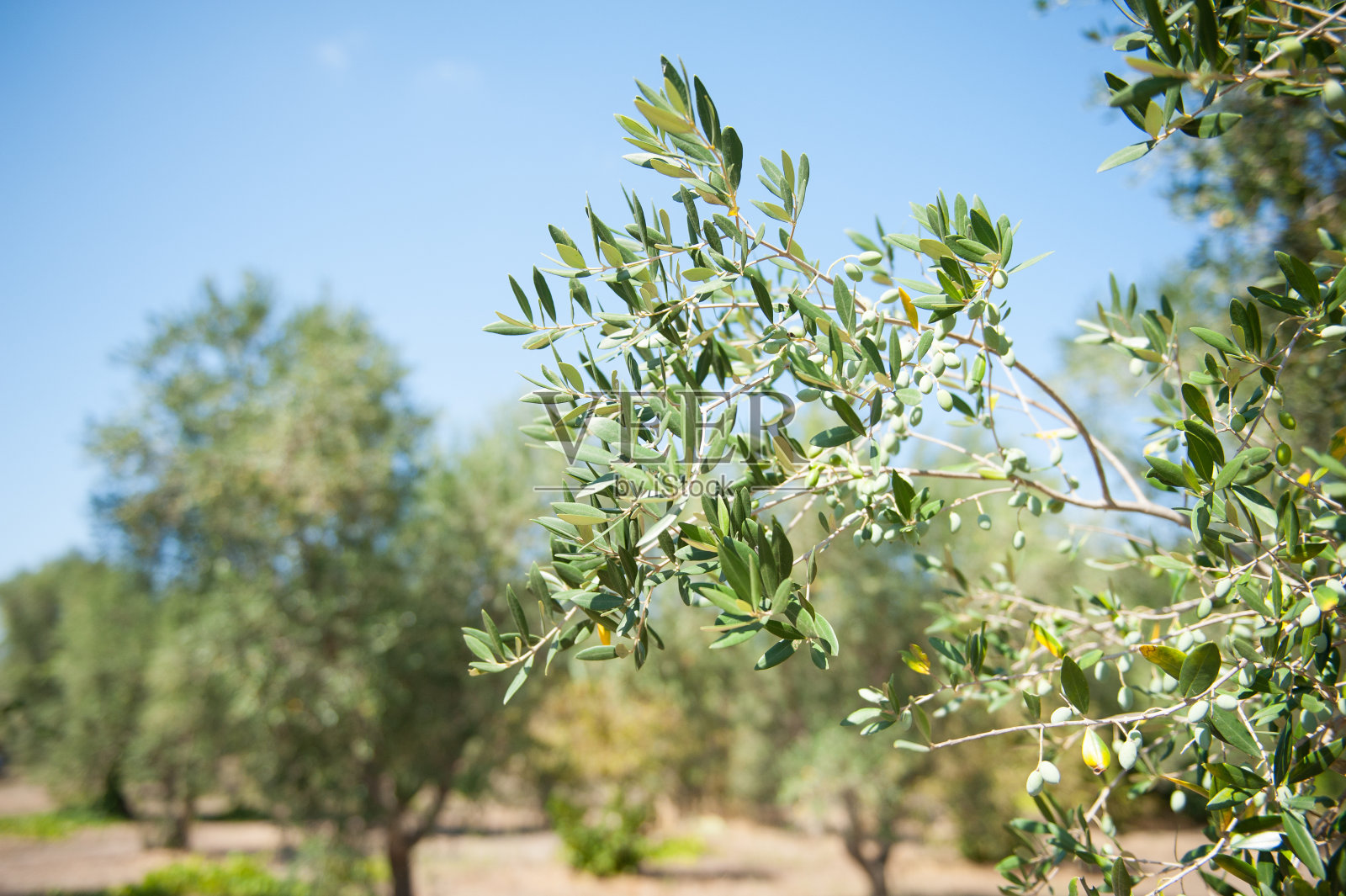 蓝天上橄榄枝的细节照片摄影图片