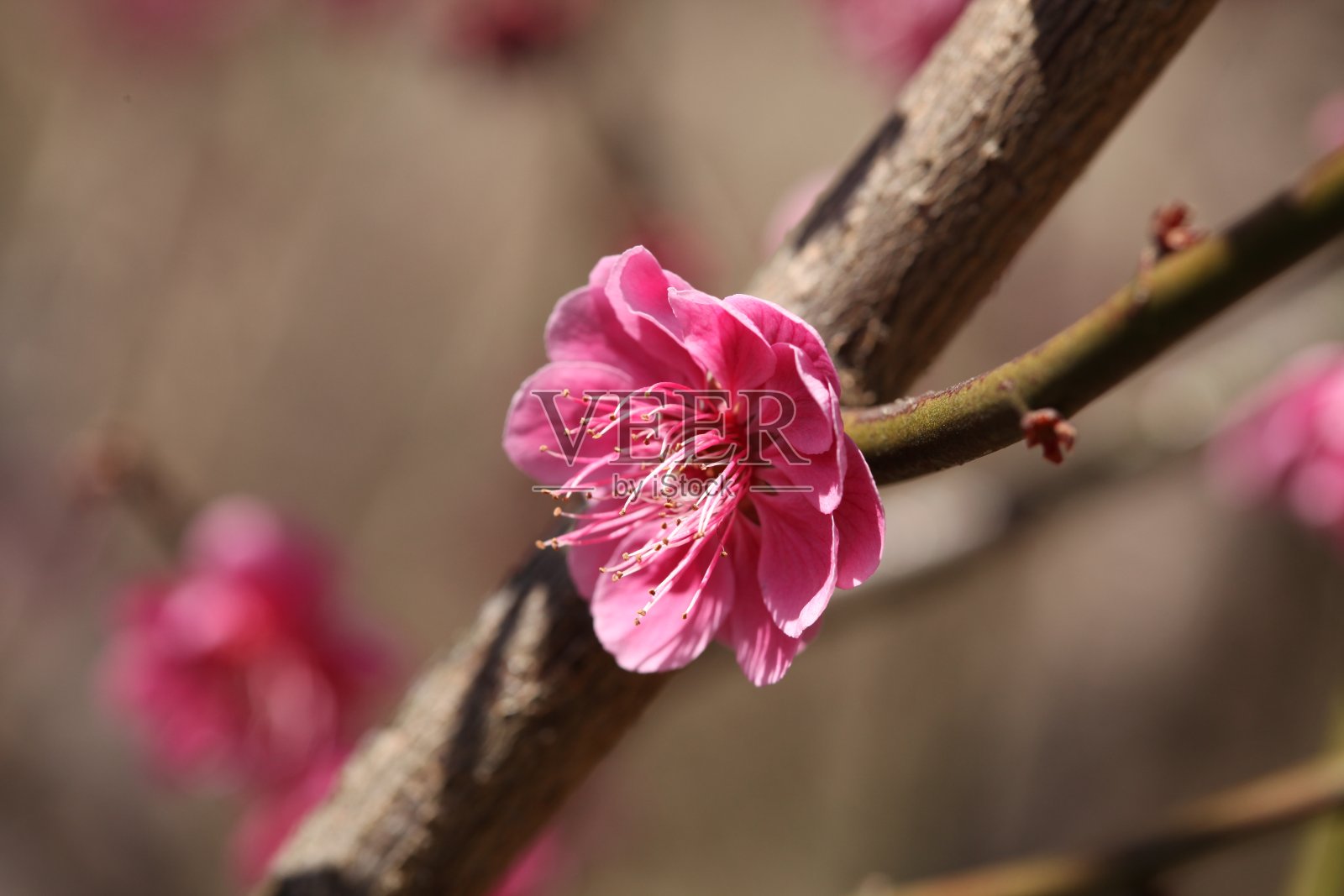 李子照片摄影图片