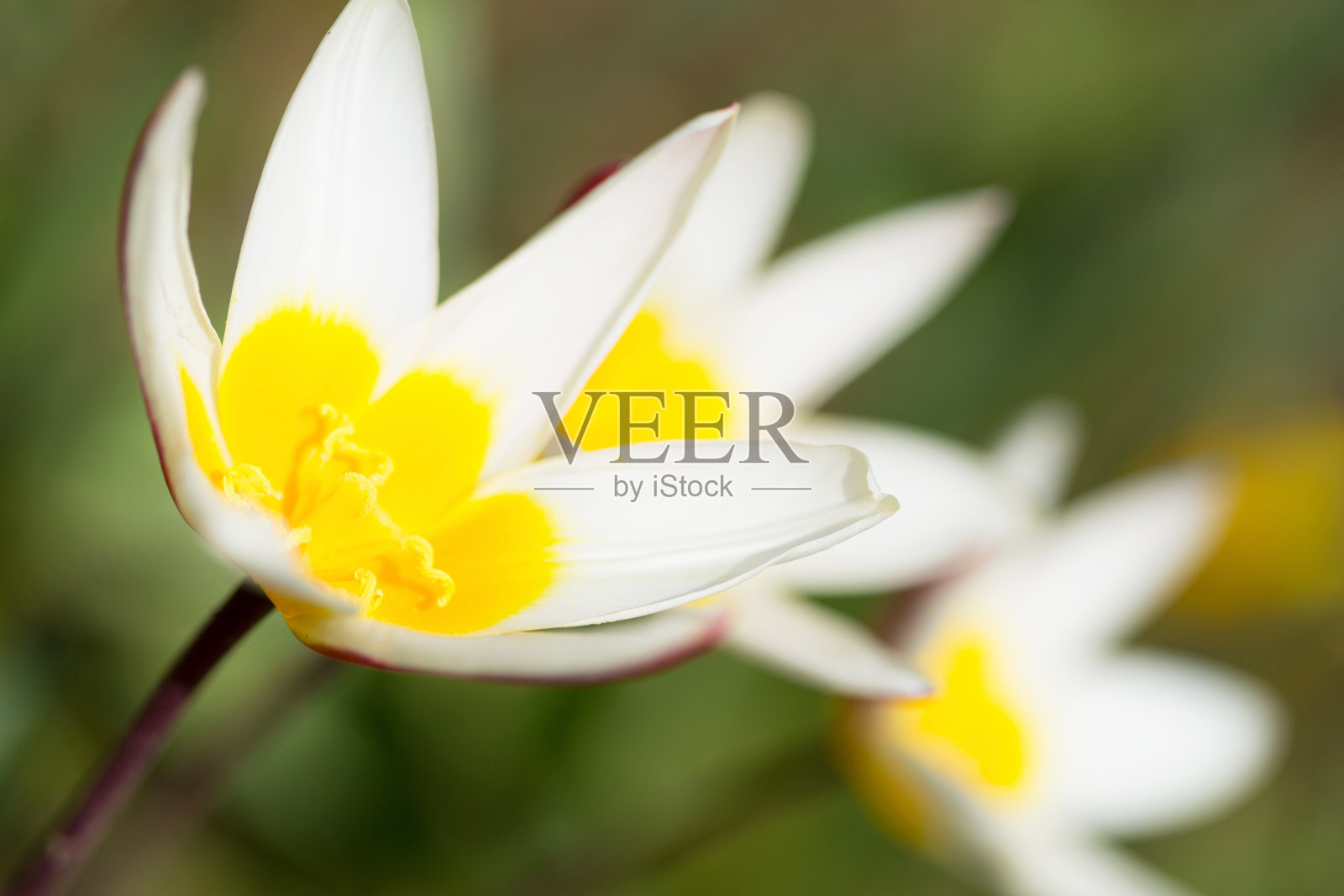 白色的花照片摄影图片