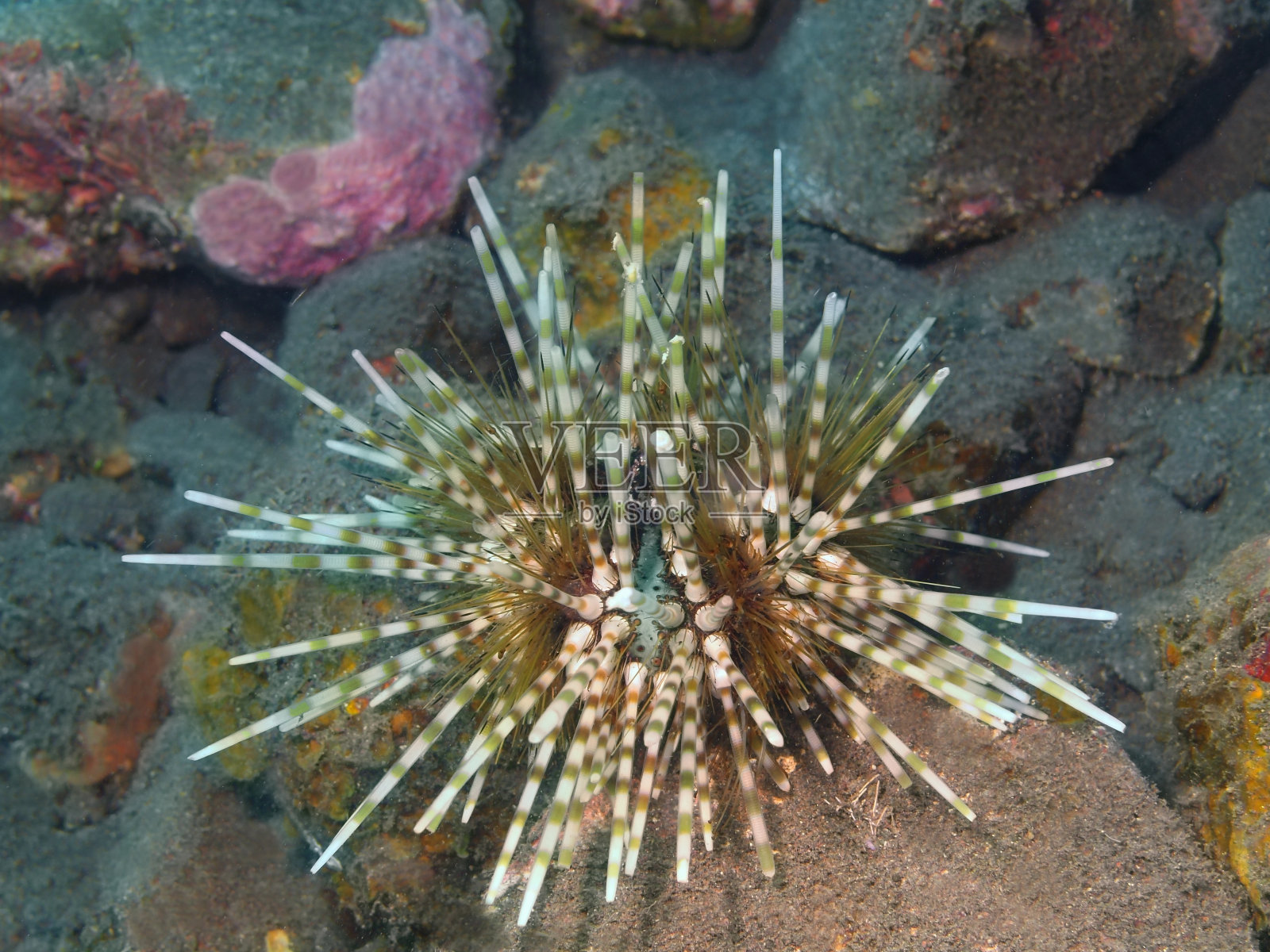 海胆照片摄影图片