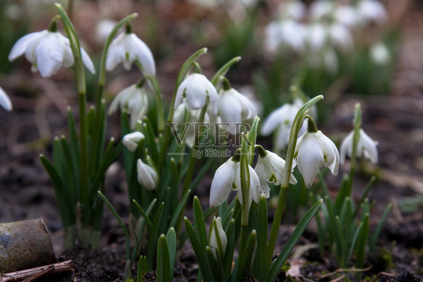 冬天万物照片摄影图片