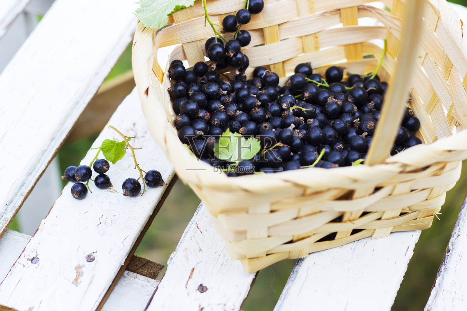 篮子里的黑醋栗照片摄影图片