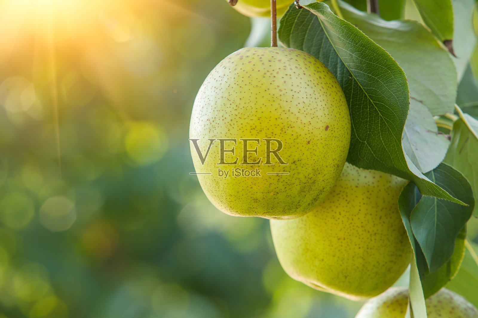 树上结了梨子照片摄影图片