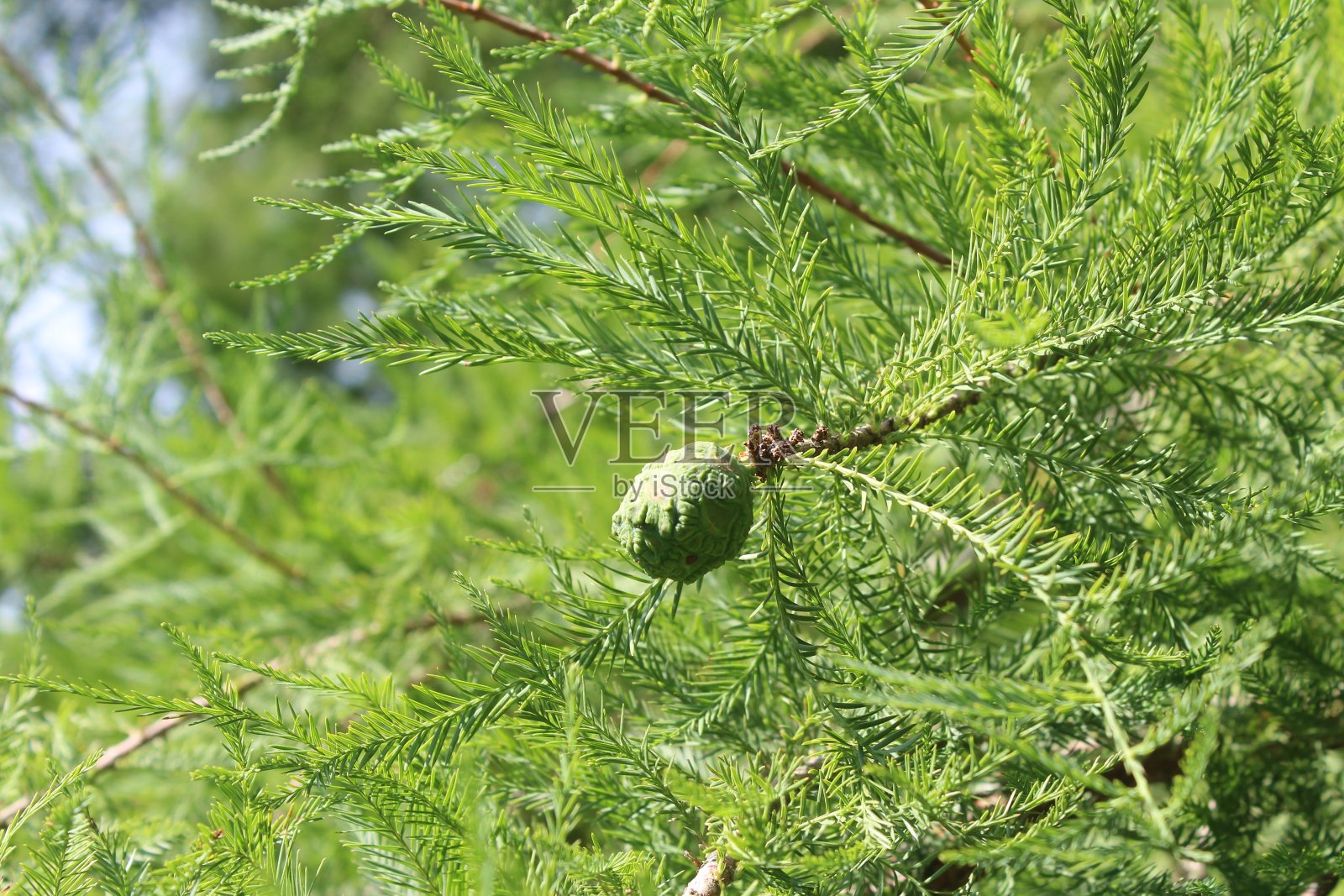 松树枝照片摄影图片