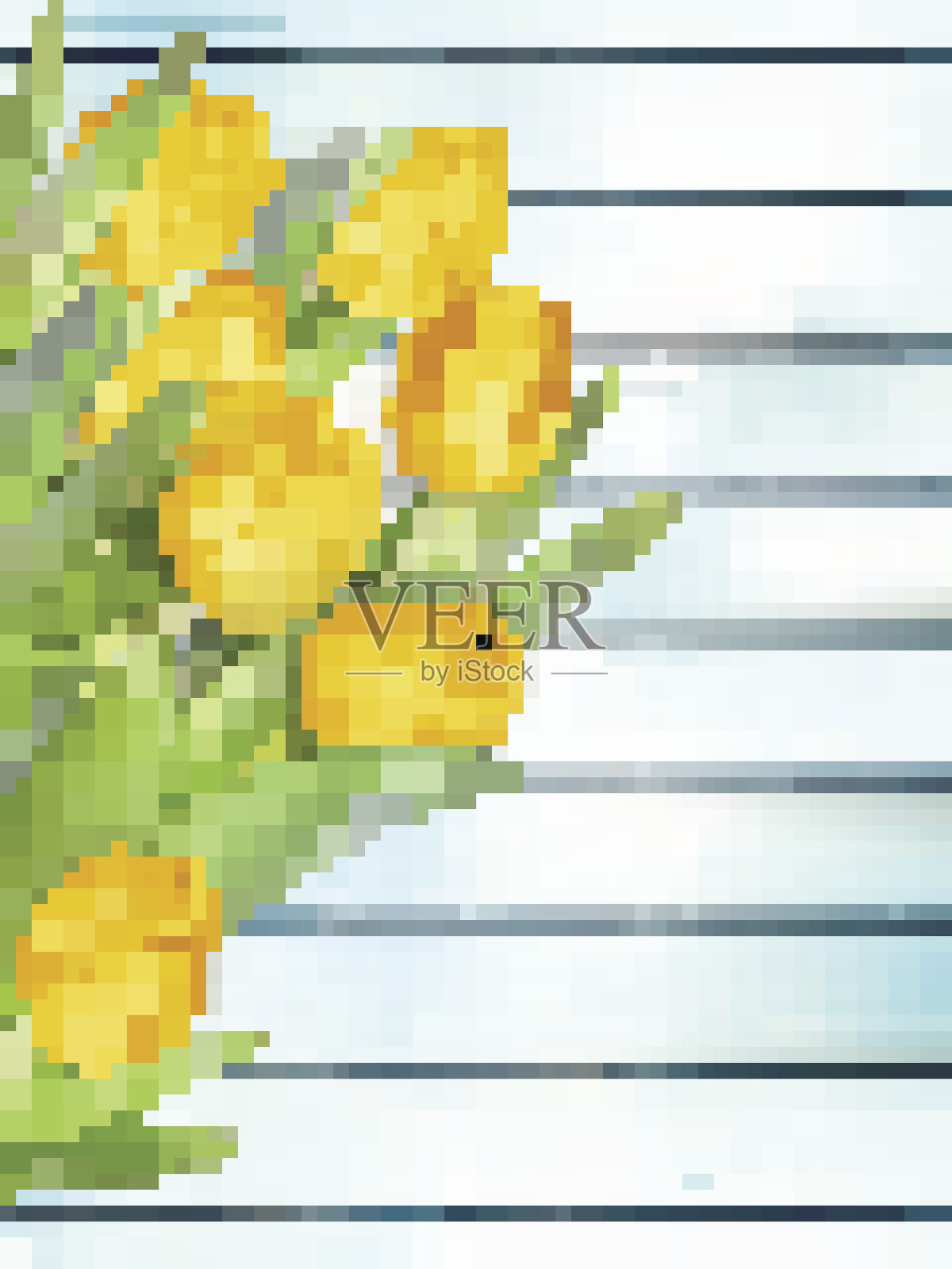 黄色的郁金香在木板上盛开。每股收益10插画图片素材