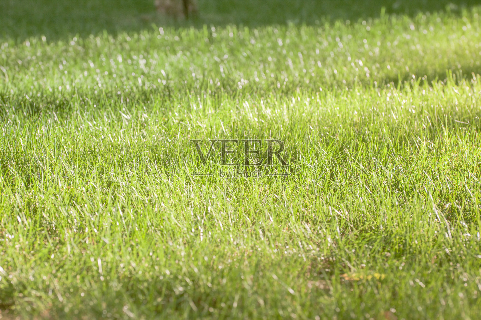 领域的草照片摄影图片