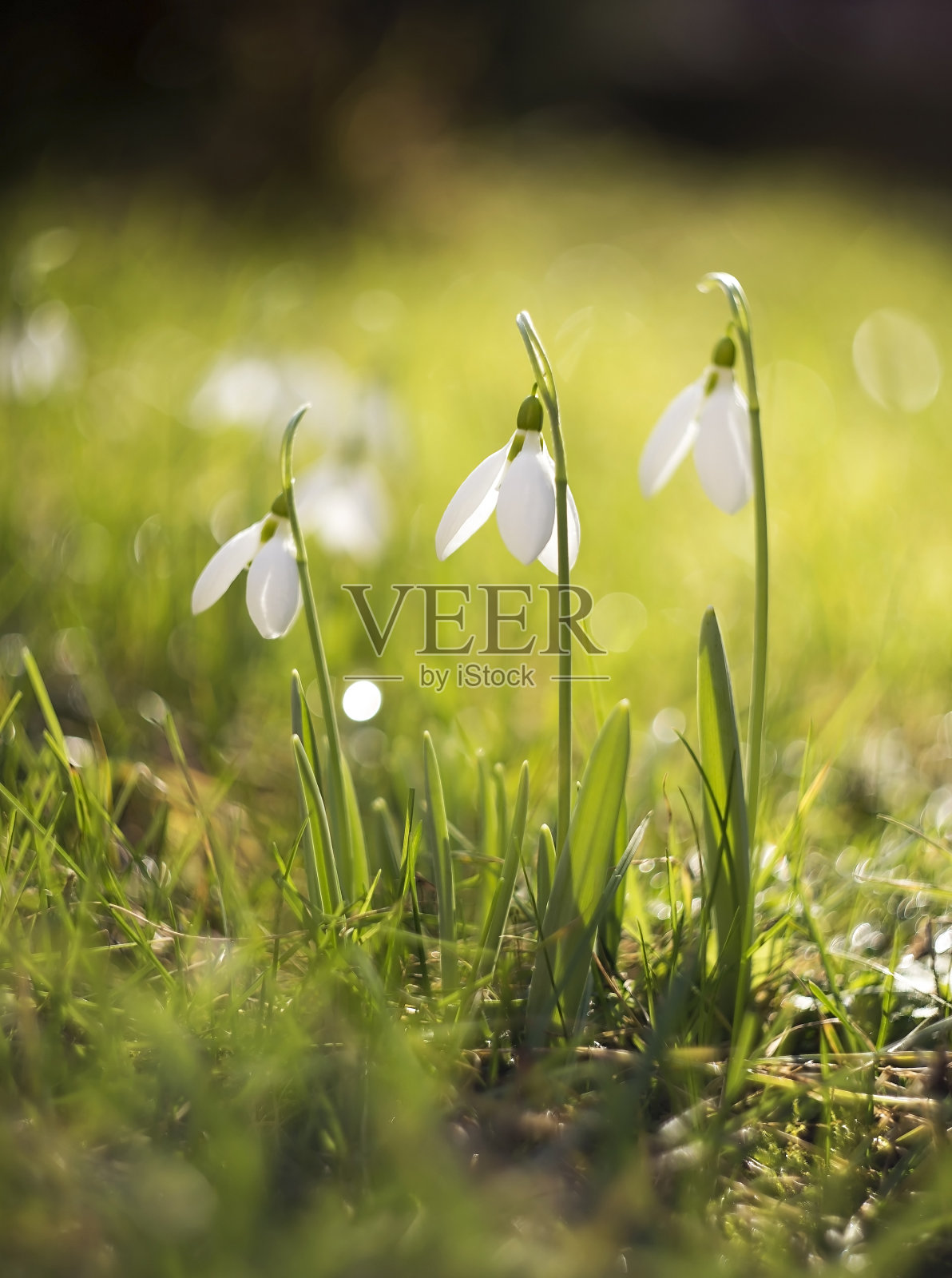 美丽的新鲜的雪花莲照片摄影图片