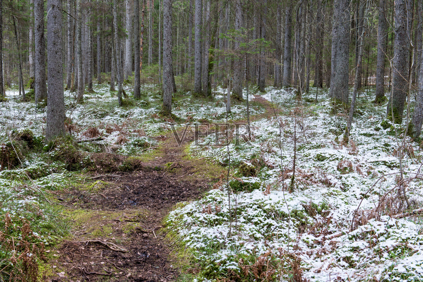 春天冰雪覆盖的森林小径照片摄影图片
