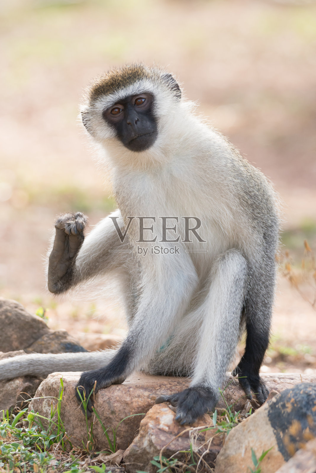 雄性长尾猴要给自己搔痒了照片摄影图片