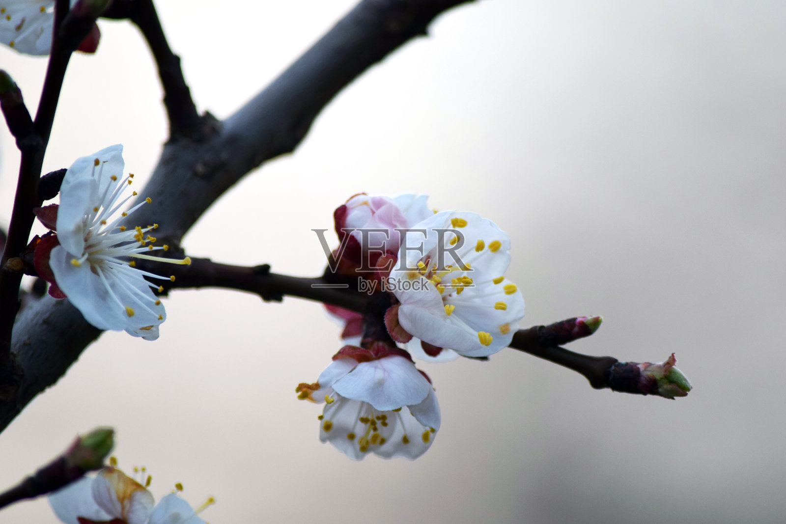 美丽的樱花照片摄影图片