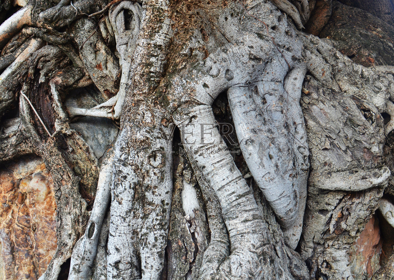 根树的背景照片摄影图片