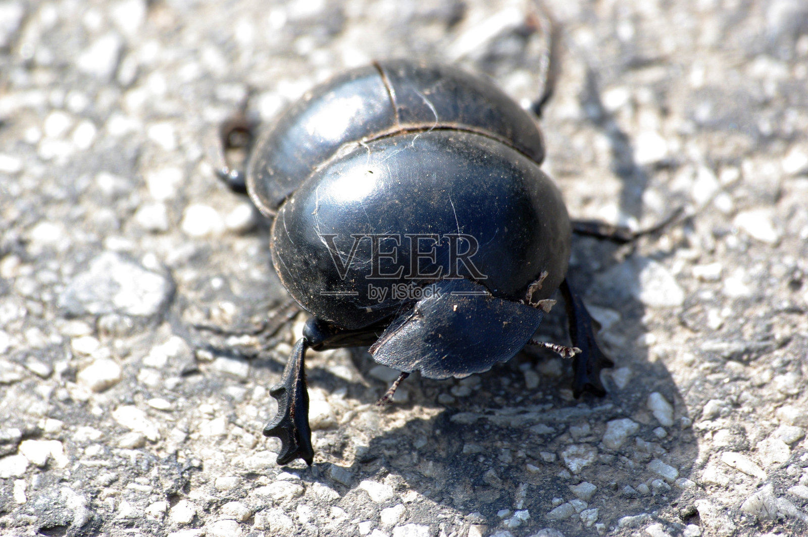 蜣螂照片摄影图片