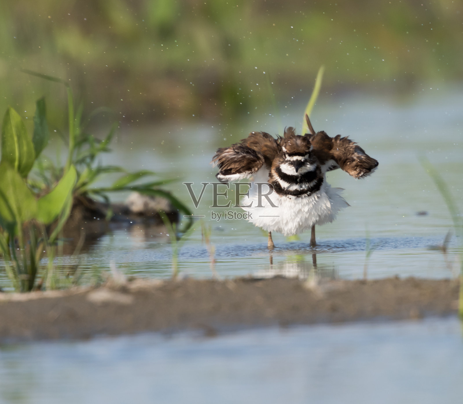 小水鸟洗澡照片摄影图片
