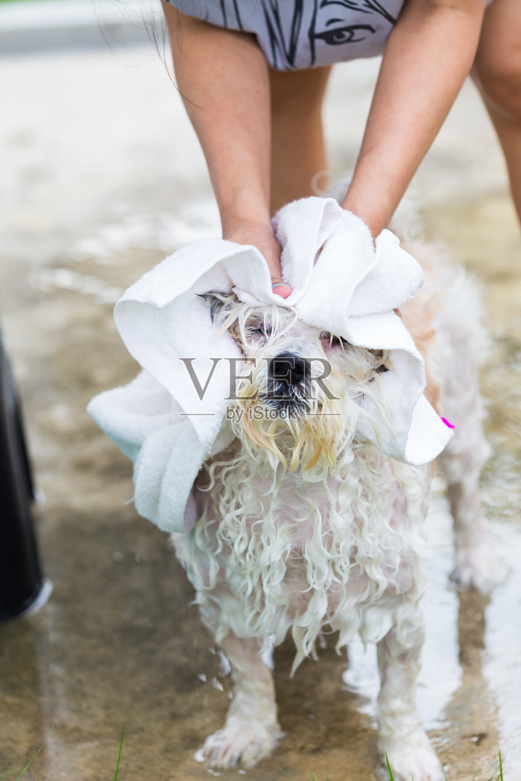 狗在洗澡照片摄影图片
