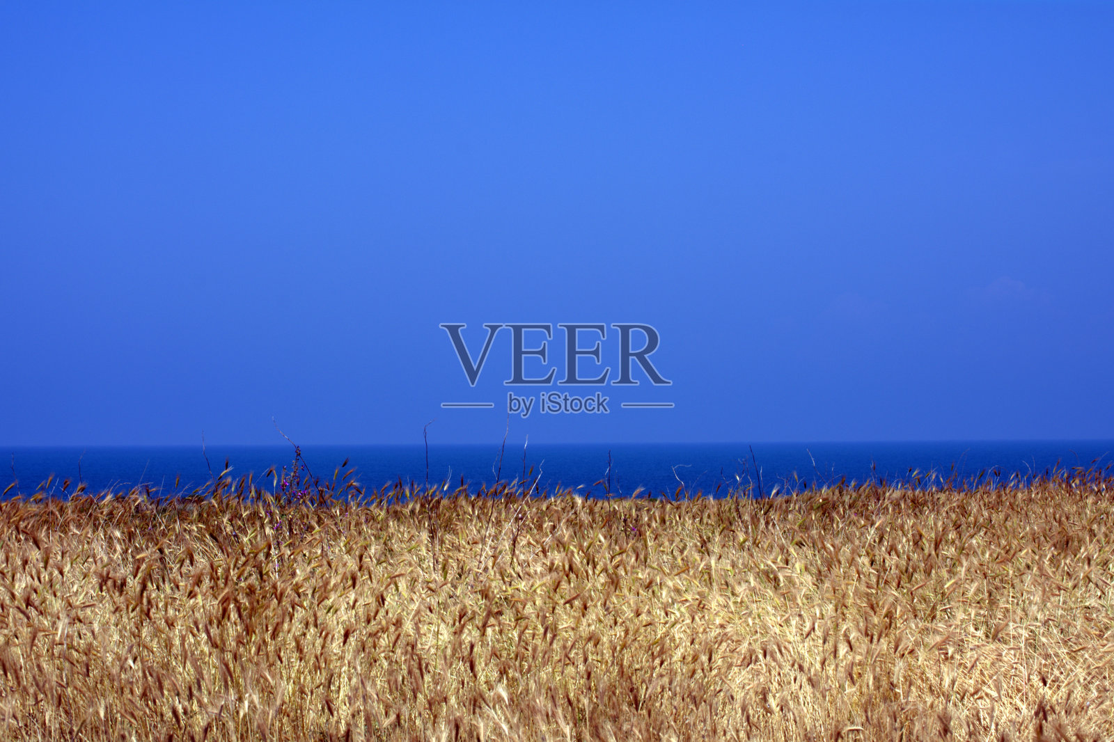 大自然照片摄影图片