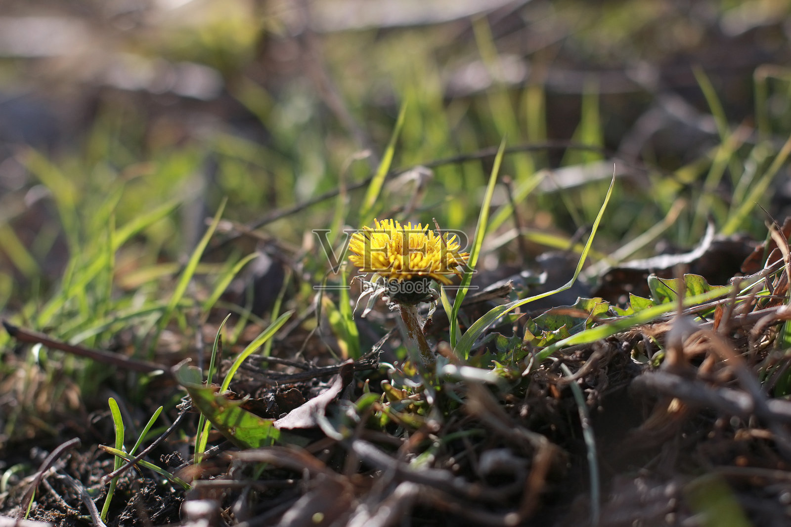 16、花开先母,花开后母轮回照片摄影图片