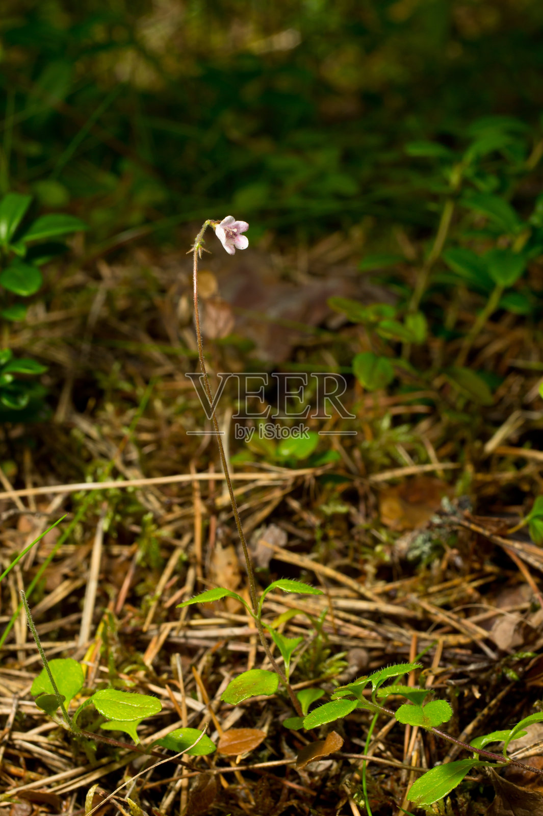双花,双花粉红,北方林。盛开的花照片摄影图片