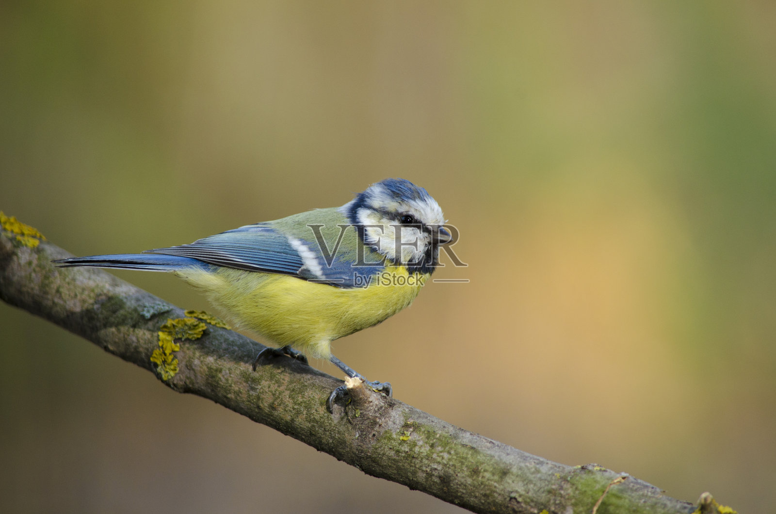蓝冠山雀鸟照片摄影图片