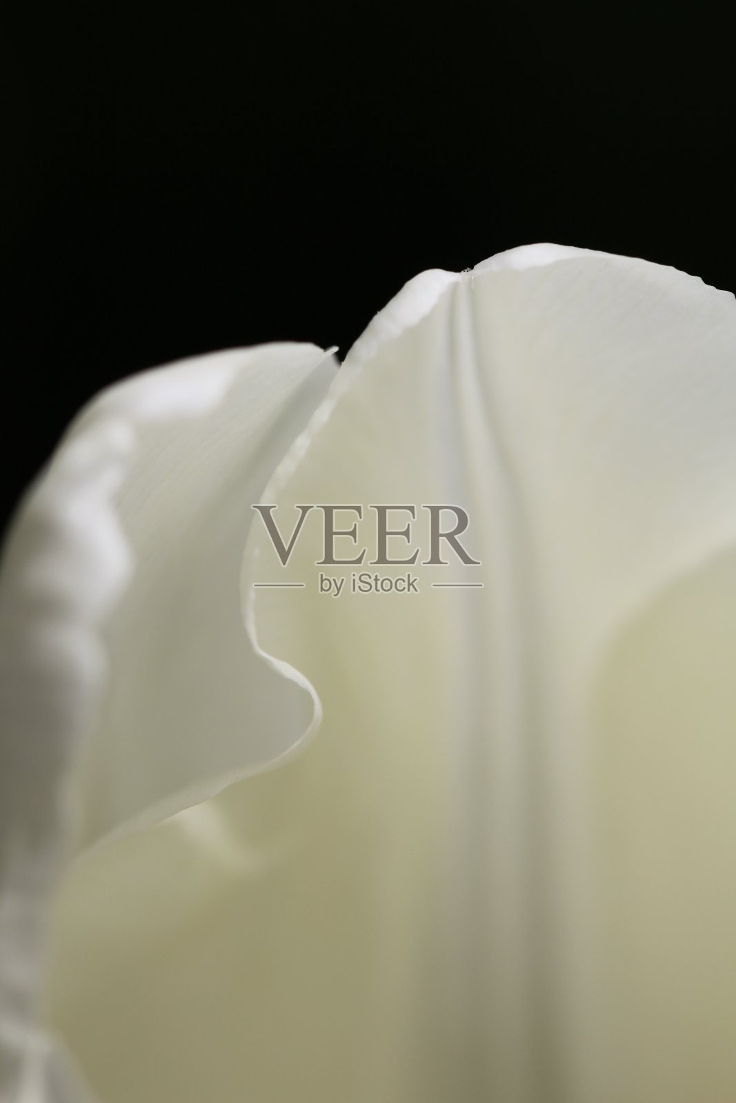 白色郁金香照片摄影图片