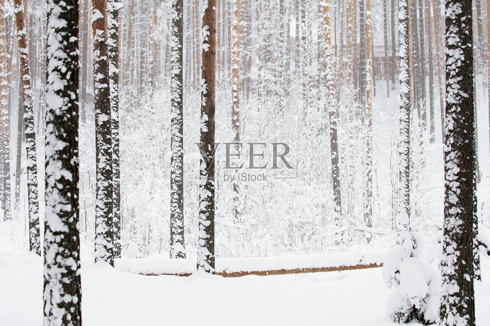 俄罗斯冬季森林里的雪照片摄影图片