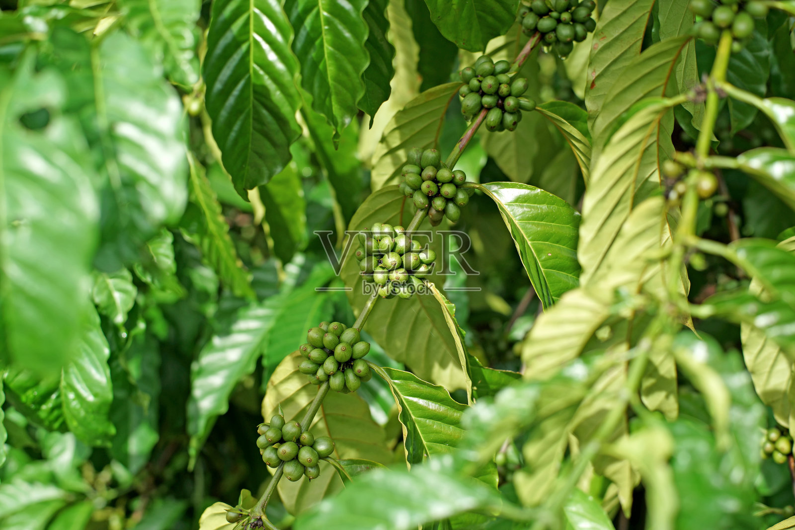 树上的小咖啡豆照片摄影图片