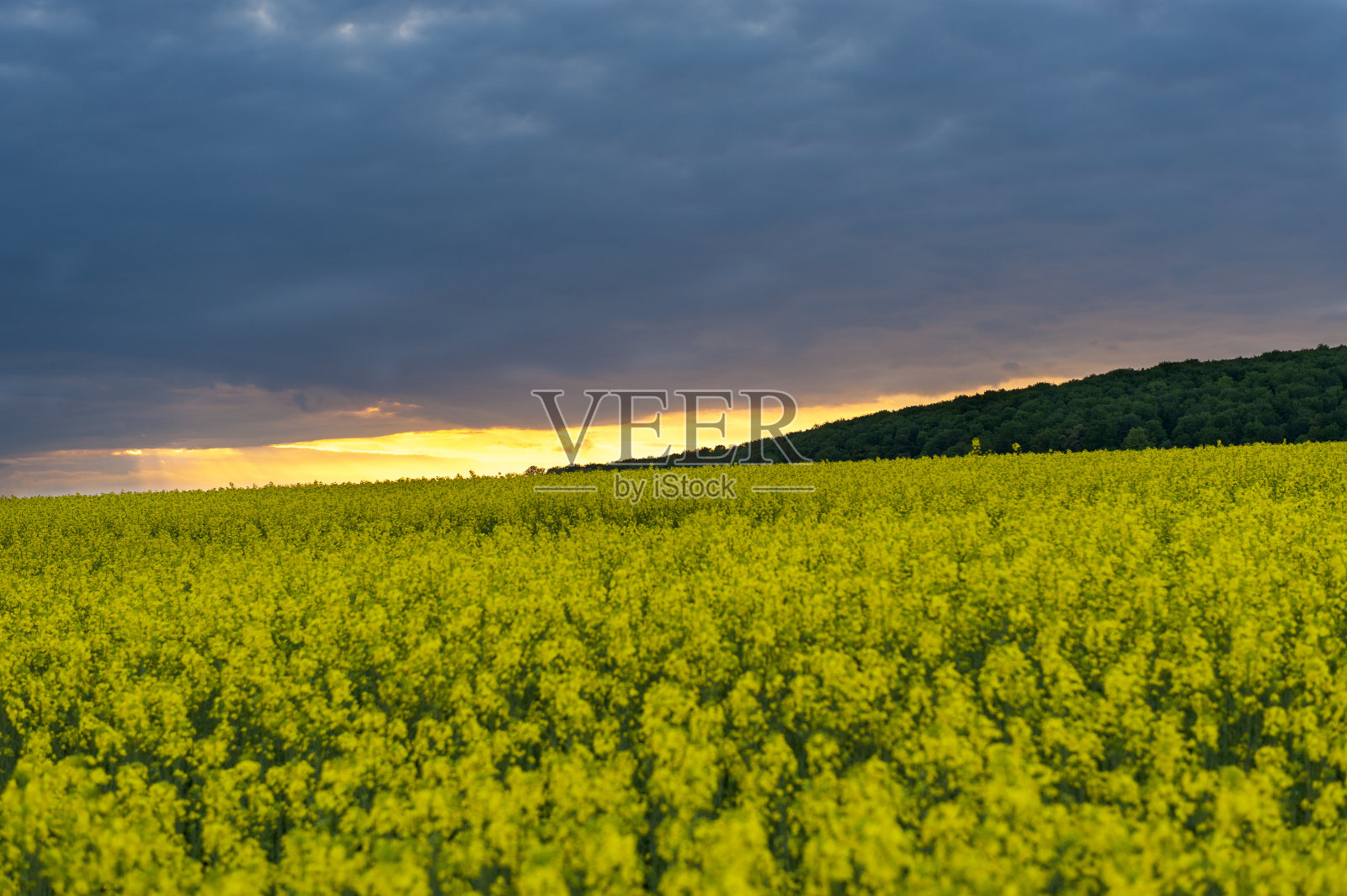 油菜籽地里乌云密布照片摄影图片