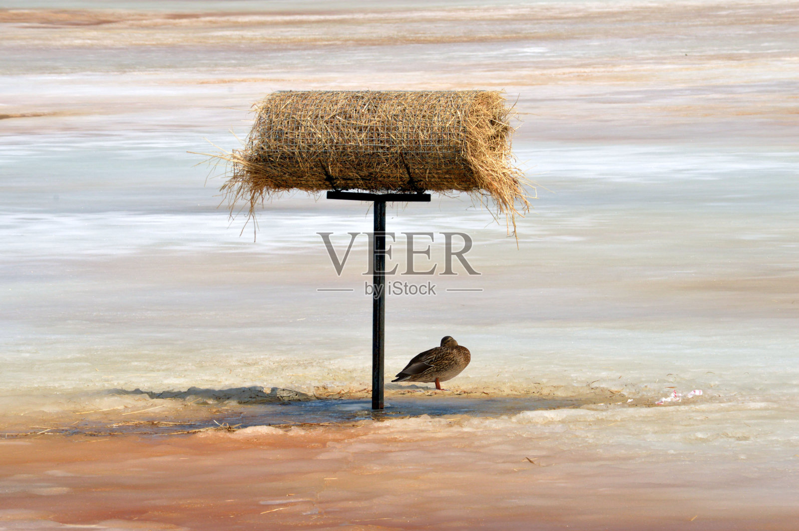 冬天野鸭照片摄影图片