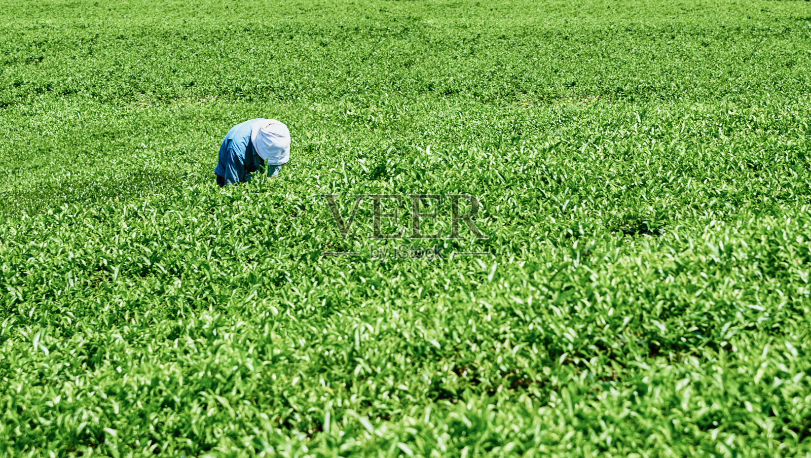 在日本茶园辛勤劳作的老茶农照片摄影图片