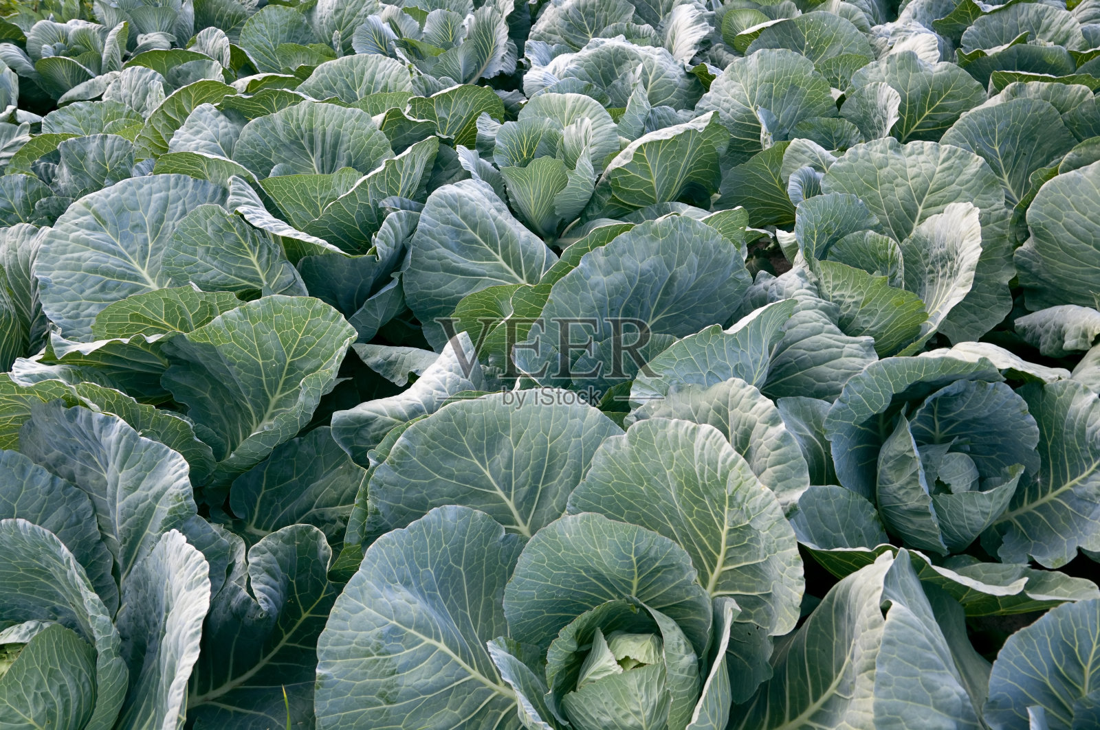 卷心菜领域照片摄影图片