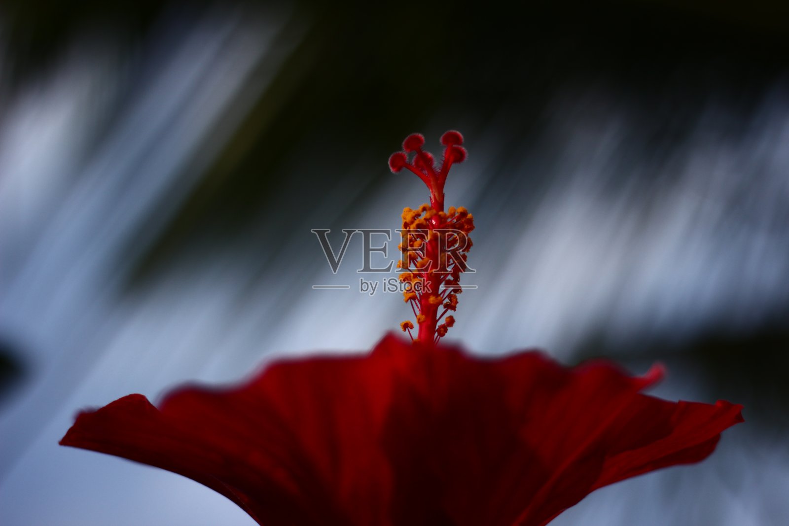红色的芙蓉花照片摄影图片