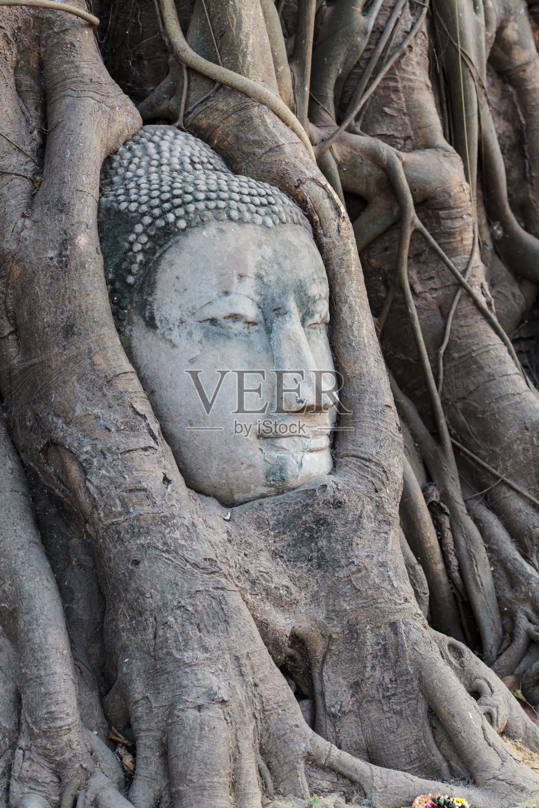 佛头在树根照片摄影图片