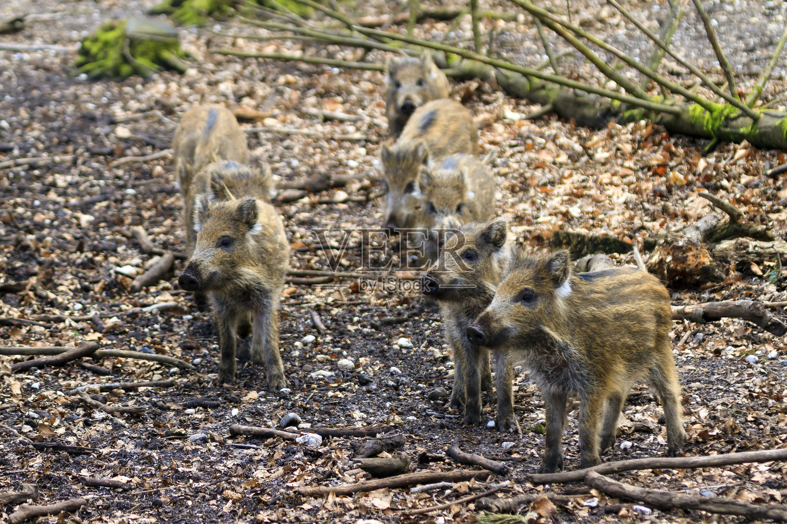 野猪的年轻人照片摄影图片