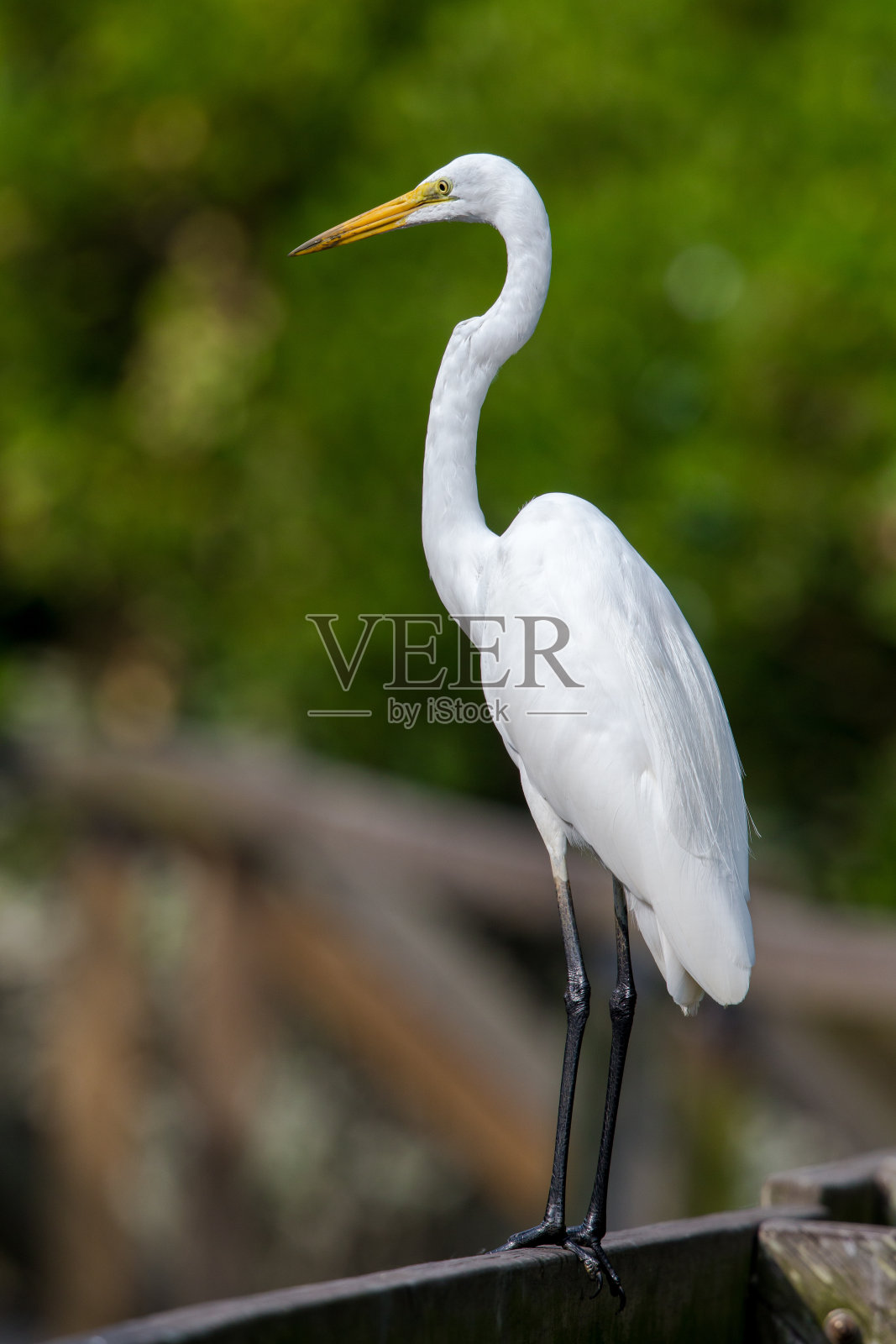 大白鹭在米埔自然保护区栖息照片摄影图片