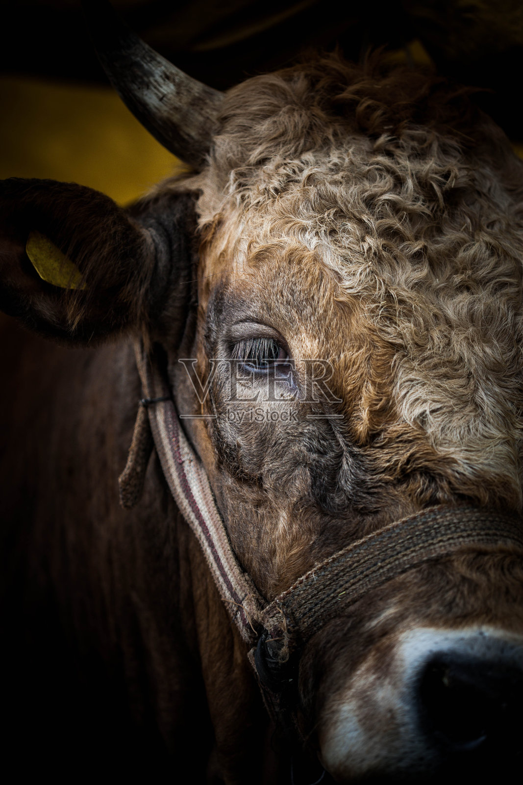 古尔邦节的牛市销售。照片摄影图片