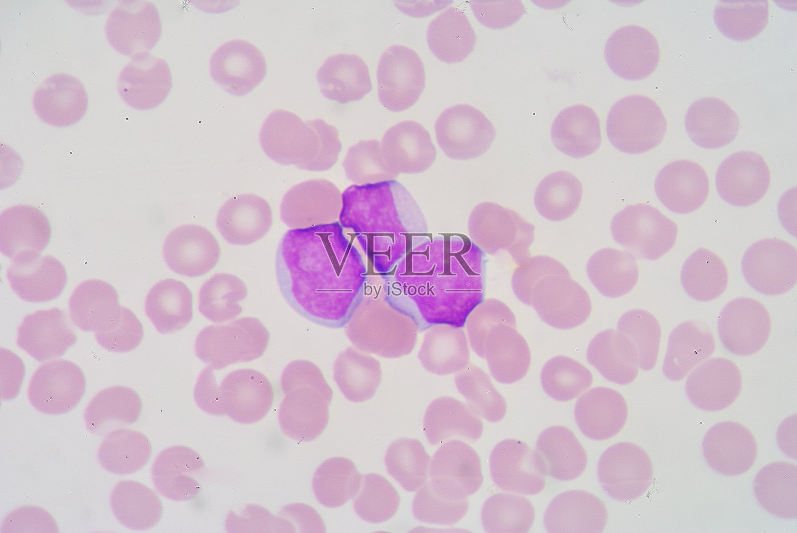 成髓细胞是一种具有分化能力的单能干细胞照片摄影图片