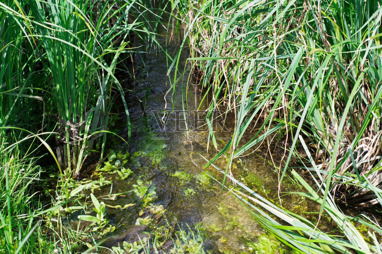 泉水照片摄影图片