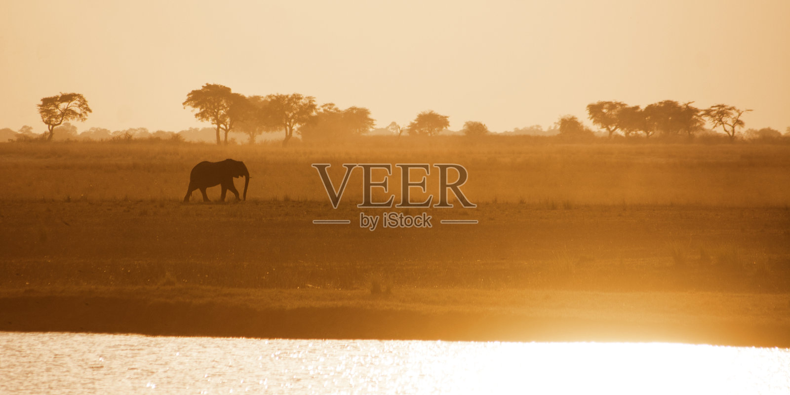 孤独的大象公牛穿过赞比西河平原照片摄影图片