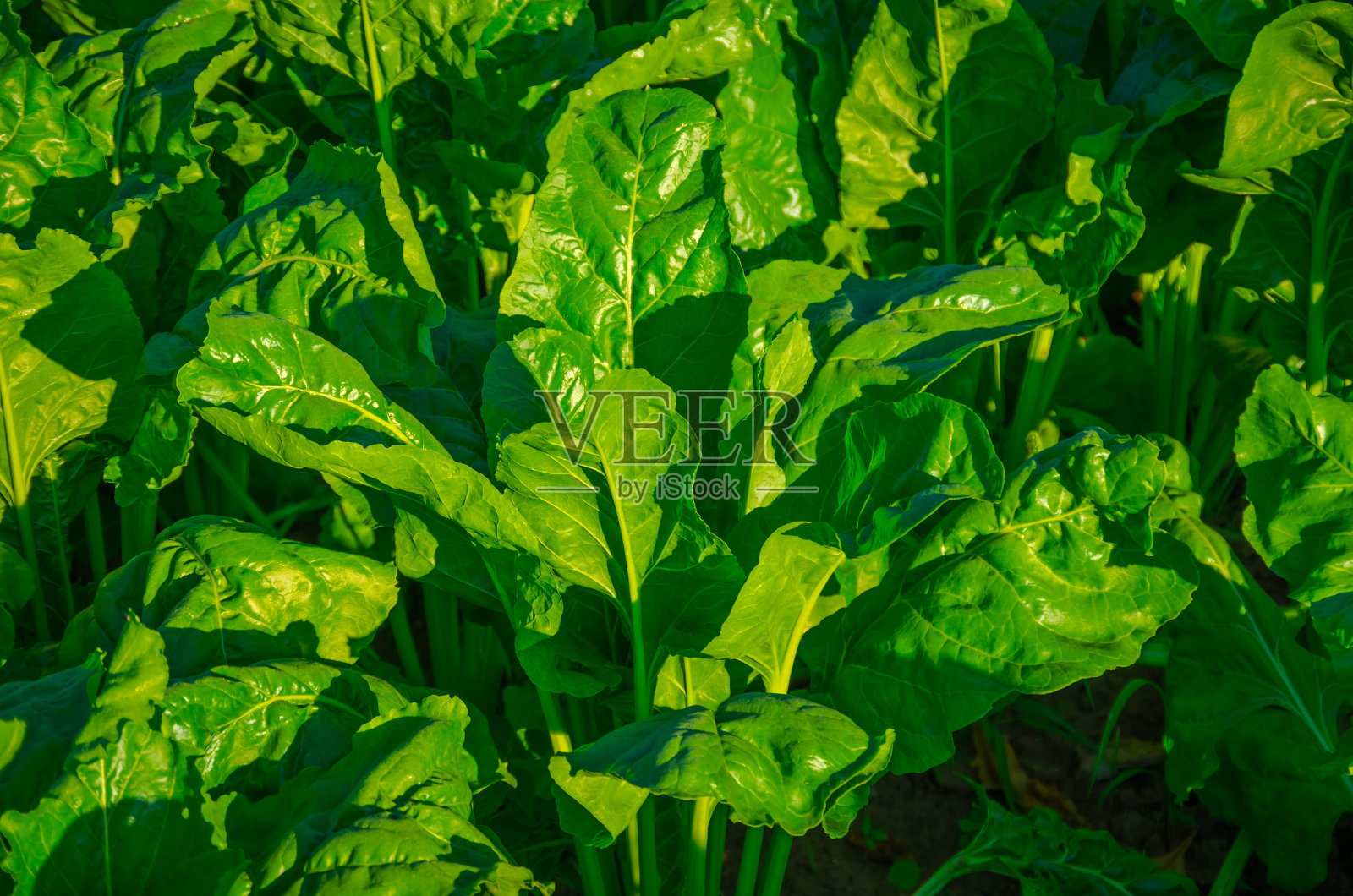 绿色的甜菜芽照片摄影图片
