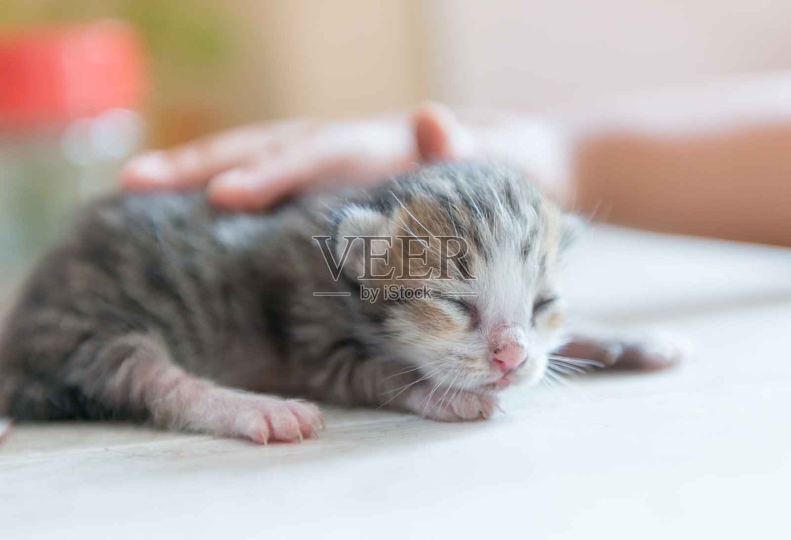 初生的小猫和小手照片摄影图片