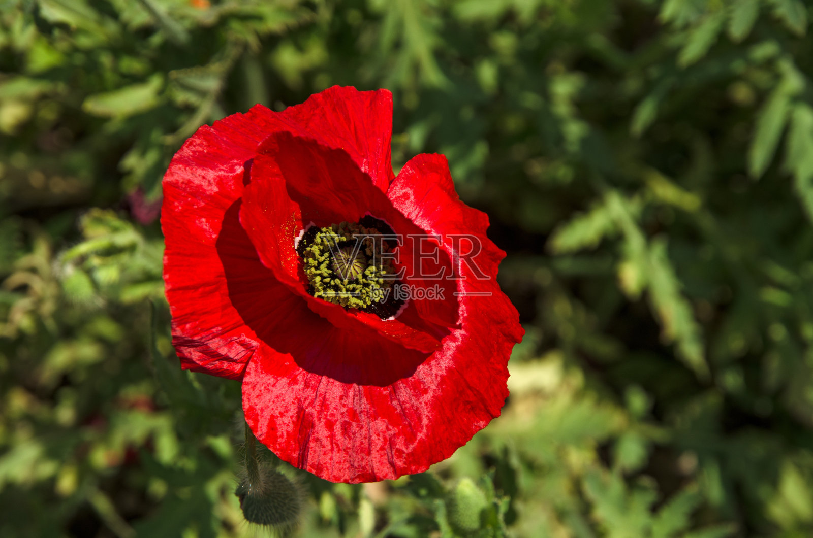 红色罂粟花照片摄影图片