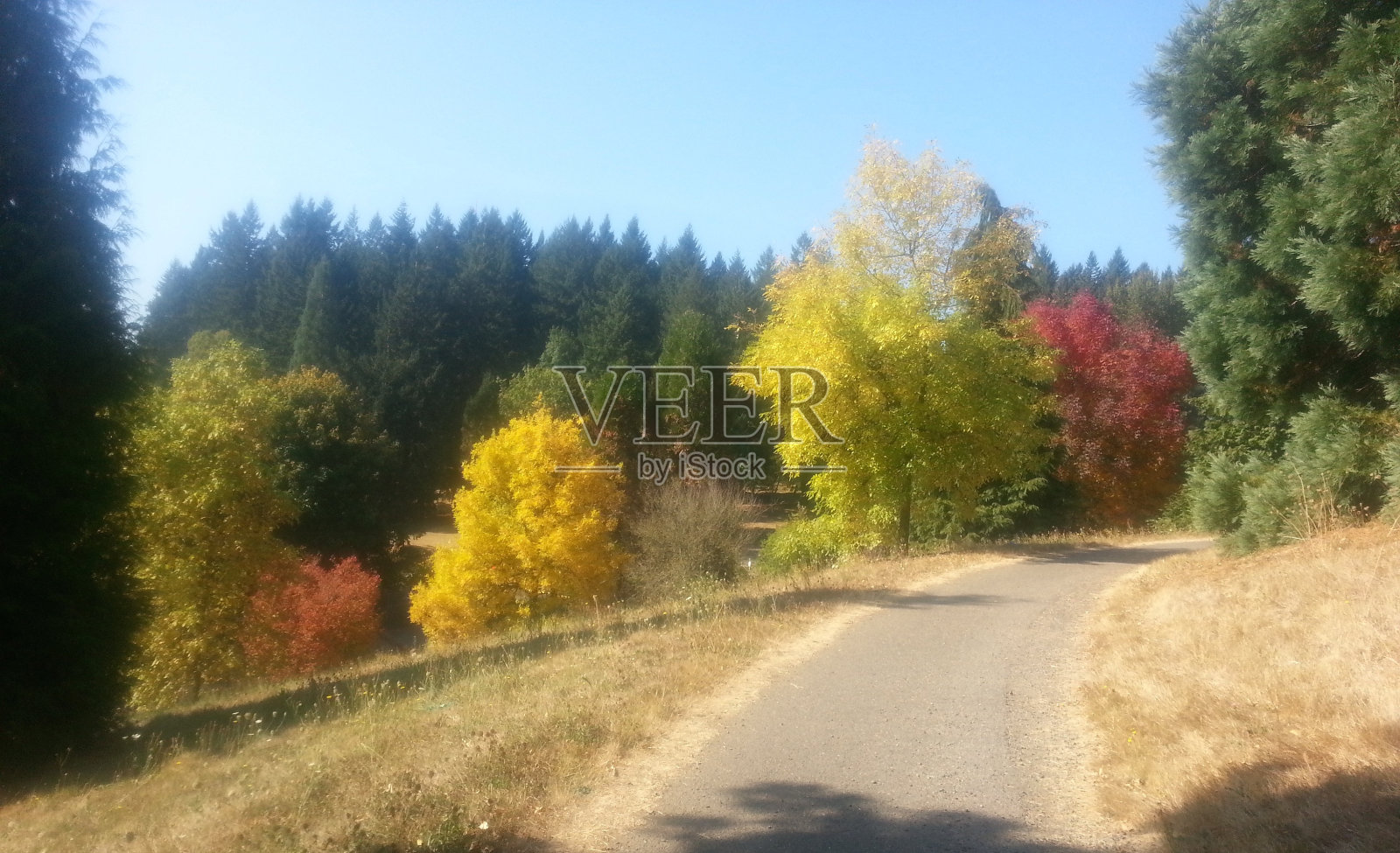 波特兰霍伊特植物园照片摄影图片