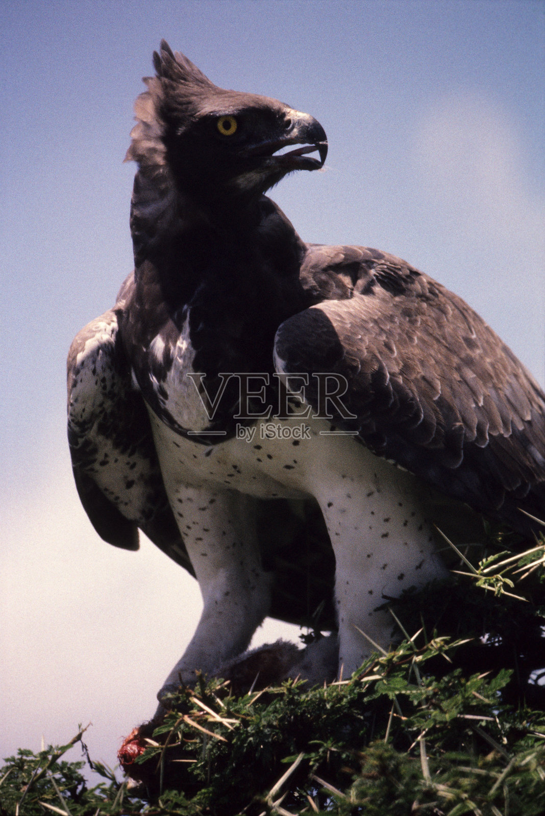 军鹰,内罗毕国家公园,肯尼亚照片摄影图片